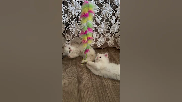 Video 9095731: flame point himalayan, himalayan female