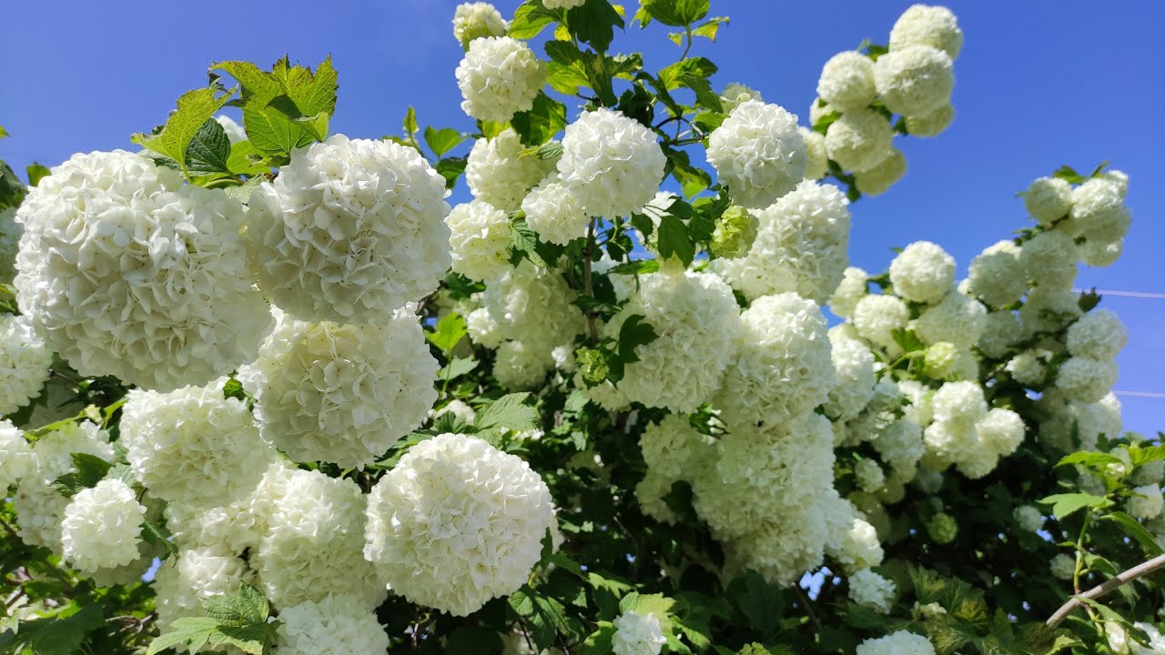 Ən gözəl may gülü - Qar topaları