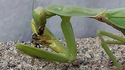 4K / Почему богомола так прозвали? / mantis
