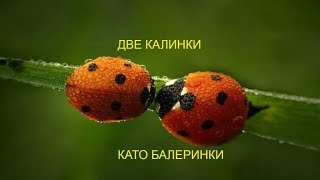 Две калинки като балеринки | детска песничка | текст