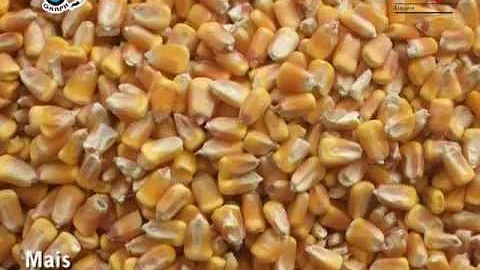Cosa dare da mangiare ai maiali?