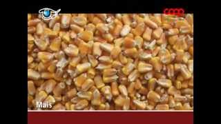 La Tradizione Italiana Dei Salumi - Alimentazione Dei Suini