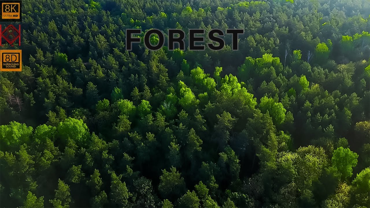 Nature Forest 8k Ultra HD Wallpaper