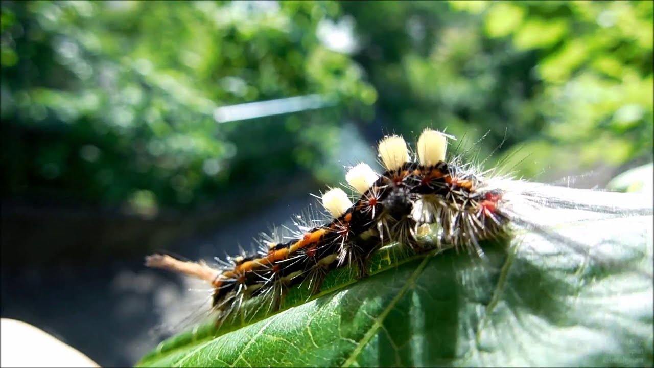 ヒメシロモンドクガの幼虫の駆除対策