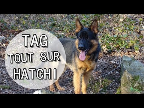 Tag Tout Sur Hatchi