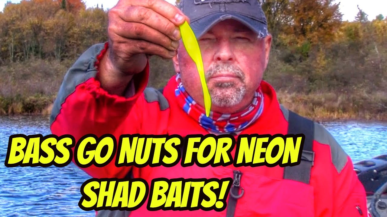 BASS GO NUTS FOR NEON SHAD BAITS- Great Baits for Bass! 