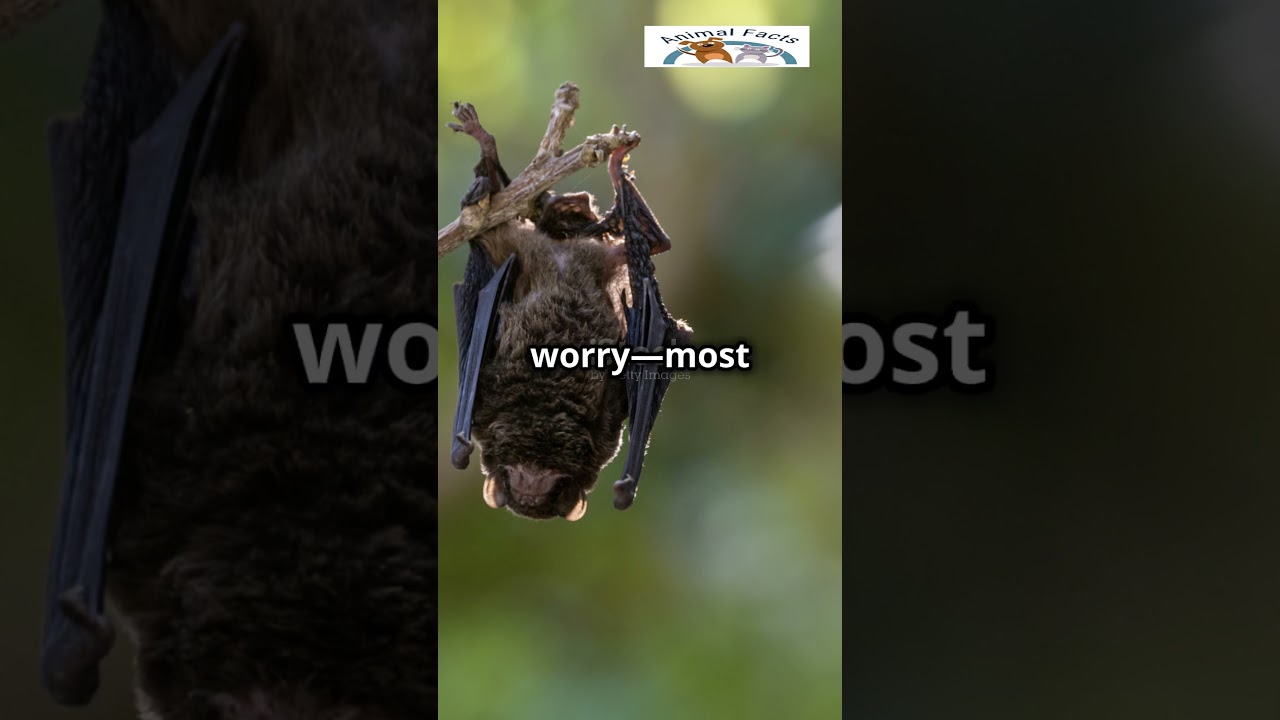 “Bats: Masters of the Night Sky” 