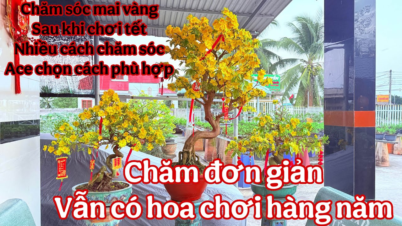 chăm sóc mai vàng sau khi chơi tết 2026 ( cắt tỉa cành mai vàng để chơi tết 2027 )