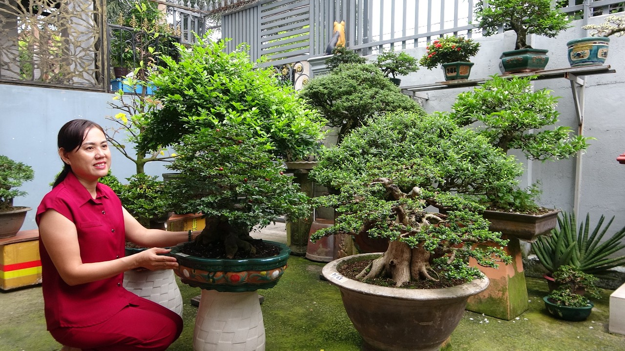 PHU TAI BONSAI 0782211139 GL Набор деревьев бонсай различных видов по приемлемым ценам - район Та...