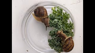 2 Snails 1 Jar (and a piece of lettuce)