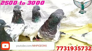 MD Minhaj Bhai ke Breeder Kabootar Sale / Set-up Visit By MH Pigeons