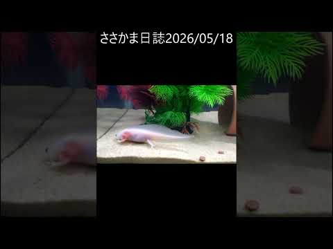 ささかま20260518 #ウーパールーパー