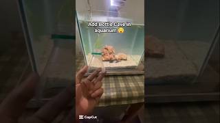 😲 #aquarium #fish #shorts #shortvideo #viralvideo #ytshorts #trending #foryou