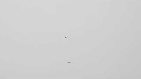 Rotszwaluw/Crag Martin, Kruisberg, Castricum, The Netherlands, 15-11-2025.