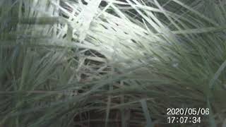 #9 Conservation Corner - Nesting corncrake - Pensthorpe Conservation Trust
