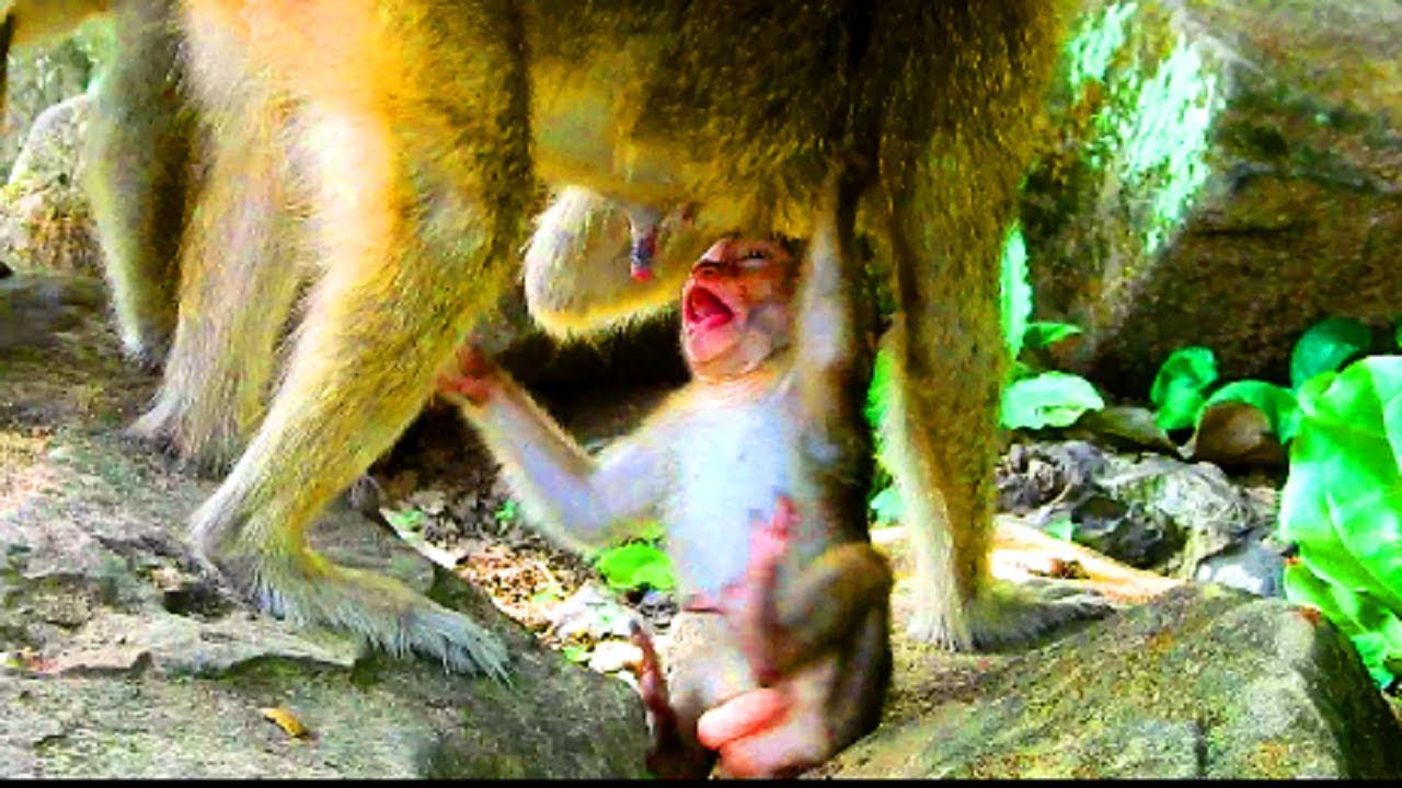 Pity Lori angry mum until convulsive, Baby lori cry and cry , Calm down
