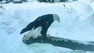 Akron Zoo animals playing in snow