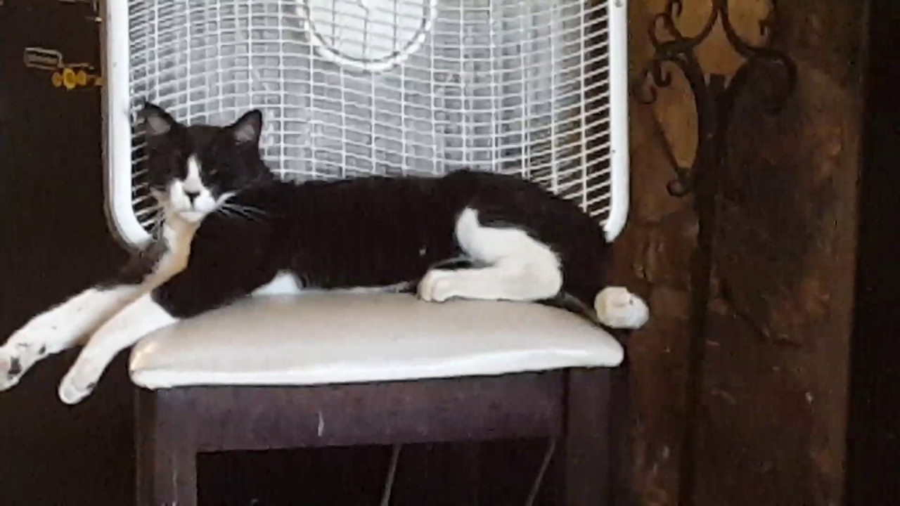 My cat pretending to be asleep YouTube