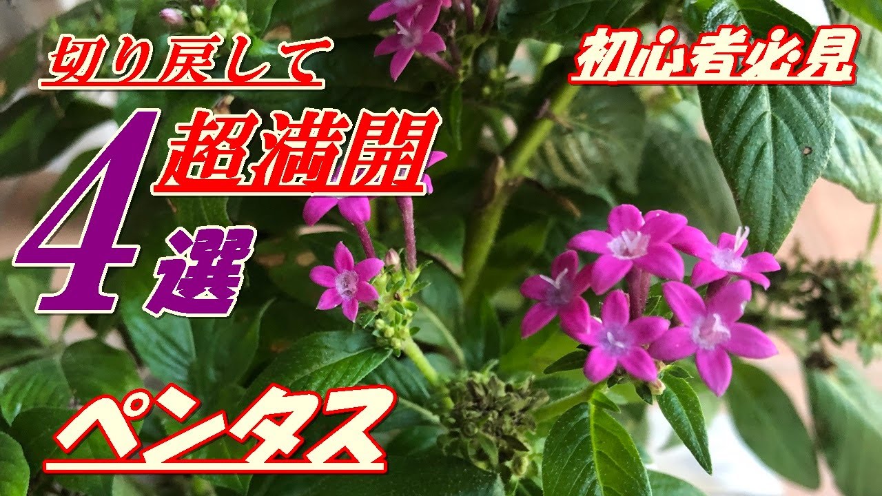 花 ペンタスの育て方 切り戻し Youtube 花 ペンタスの育て方 切り戻し Youtube
