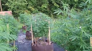 Ohio Legal Cannabis Grow 2026 Evening Update On The Grow