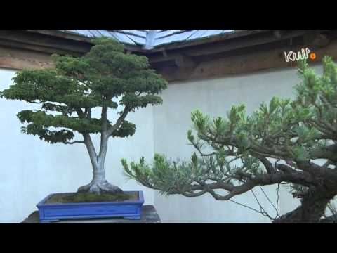 Vidéo: Description et photos du musée du bonsaï (Bonsaimuseum) - Autriche : Seeboden