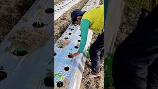 technique for planting chili seedlings in plastic mulch holes #shorts