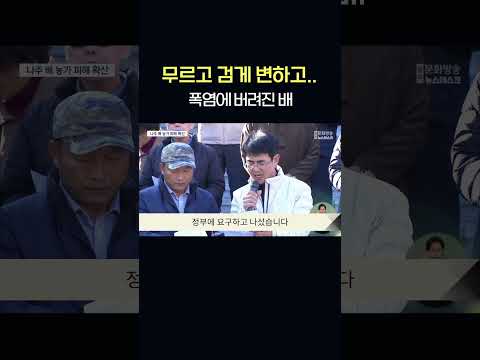 무르고 검게 변하고.. 폭염에 버려진 배   #shorts