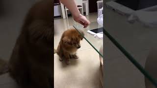 Heckin bamboozled   #fyp  #foryourpage