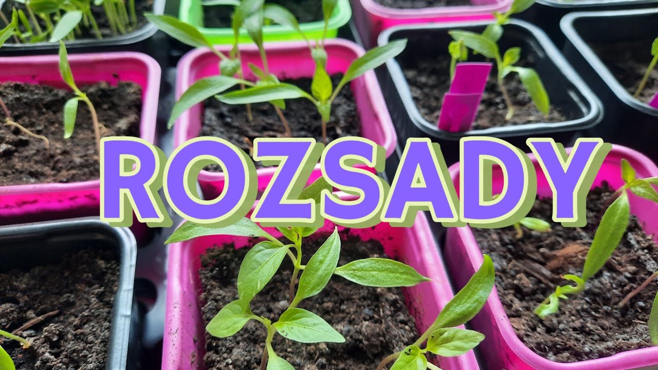 PRZEGLĄD ROZSAD LUTY 🌱 JAK WYGLADAJĄ WARZYWA I KWIATY.