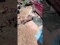Auto out. Au falcon