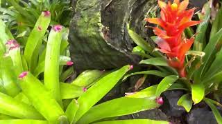 Botanic Gardens National Orchid Garden Yuen Peng Mcneice Bromeliad Collection Tour.