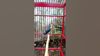 bakau betina fekter tarung cocok buat mancing tledekan yg males bunyi....