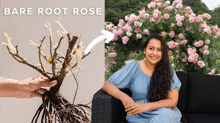 How I Planted A David Austin Bare Root Rose (StepByStep)