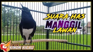 ⛔ Suara Pancingan Kacer Ngeplong Gacor Santai Manggil Lawan ♨️