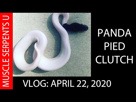 PANDA PIEDS ON THE WAY?  April 22, 2020