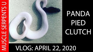 PANDA PIEDS ON THE WAY?  April 22, 2020 Net Worth