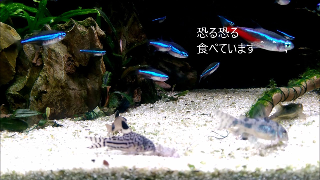 アクアリウム 0013 コリドラス初乾燥イトミミズ キューブガーデン60cm水槽 Youtube アクアリウム 0013 コリドラス初乾燥イトミミズ キューブガーデン60cm水槽 Youtube