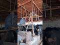 Buffalo farming for milk in Punjab #ytshorts #foryou #farming #buffalo #milk #foryou #viralvideo