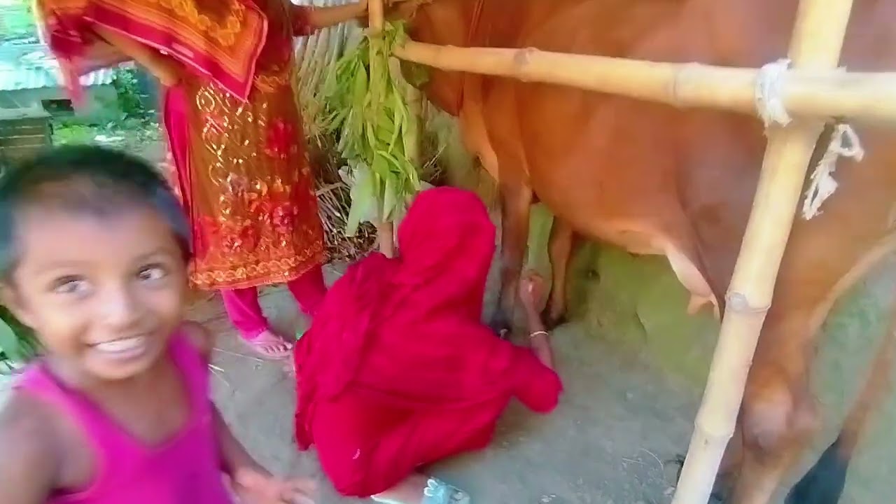 আজকে বাচূরে গরূর দূধ খেয়ে ফেলছে। 