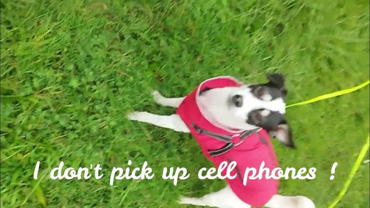 Ratonero BodequeroI don't pick up cell phones YouTube