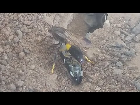 Wise Insects The best wise insect, which can not left there house open, - YouTube