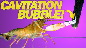 Snapping Shrimp & Mantis Shrimp - Nature