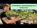 ПРИВИВКА ДРЕВОВИДНЫХ КРАССУЛ. ДЕНЕЖНОЕ ДЕРЕВО МУЛЬТИКОЛОР. ТОЛСТЯНКА CRASSULA OVATA GRAFTING