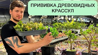 ПРИВИВКА ДРЕВОВИДНЫХ КРАССУЛ. ДЕНЕЖНОЕ ДЕРЕВО МУЛЬТИКОЛОР. ТОЛСТЯНКА CRASSULA OVATA GRAFTING