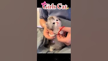 Girls Cat  VS Boys  Cat 🤣😂 Short Video # Funny Viral Cat Video 🤣 Funnycat # catlover # cutecat 😜