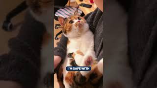 Что означает, когда кошки кладут на вас лапу 🐾💞