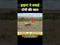 हाइना ने चीतो का दिल तोड़ा 😂 । animal shorts । #shorts #ytshorts