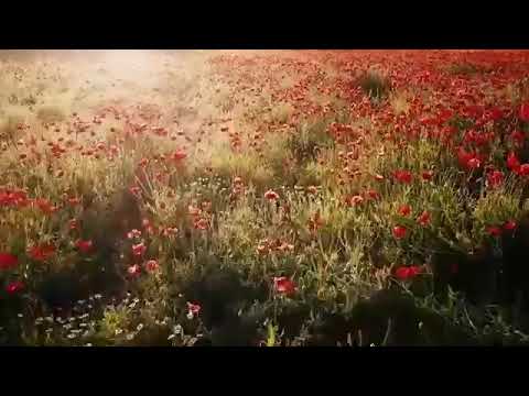 Zinar Sozdar Min Bêriya Te Kir