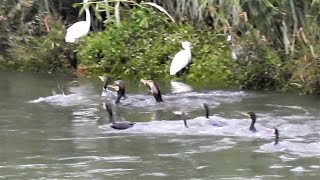1111011 The great cormorant fishing at Hsi-Tsu reaches of Keelung River.