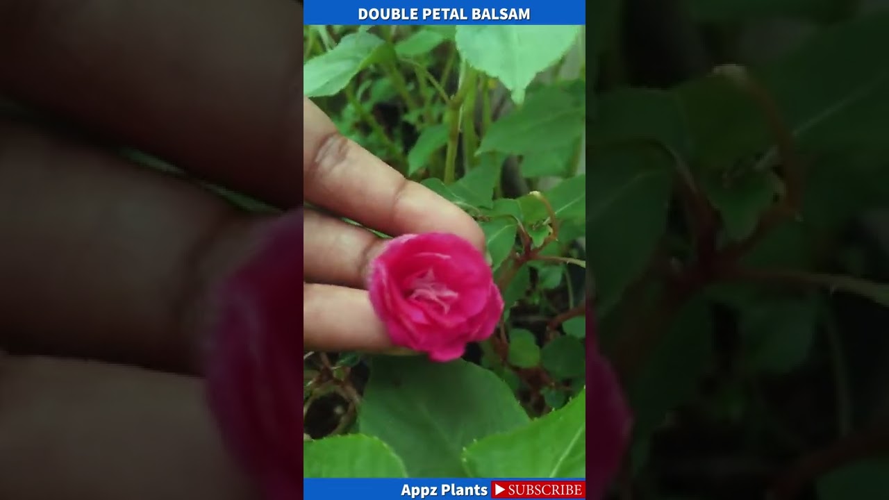 My first video, Double Petals Balsam